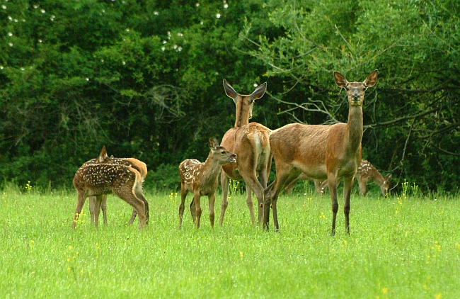 PASSIONE PER IL CERVO